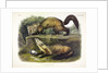 Pine Marten, Mustela Martes, 1845 by John J. Audubon