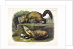 Pine Marten, Mustela Martes, 1845 by John J. Audubon