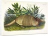 Nine-Banded Armadillo, Dasypus Peba, 1845 by John J. Audubon