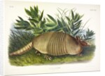 Nine-Banded Armadillo, Dasypus Peba, 1845 by John J. Audubon