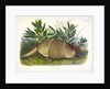 Nine-Banded Armadillo, Dasypus Peba, 1845 by John J. Audubon