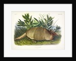 Nine-Banded Armadillo, Dasypus Peba, 1845 by John J. Audubon