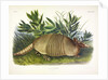 Nine-Banded Armadillo, Dasypus Peba, 1845 by John J. Audubon