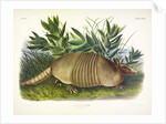 Nine-Banded Armadillo, Dasypus Peba, 1845 by John J. Audubon