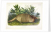 Nine-Banded Armadillo, Dasypus Peba, 1845 by John J. Audubon