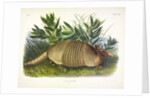 Nine-Banded Armadillo, Dasypus Peba, 1845 by John J. Audubon