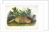 Nine-Banded Armadillo, Dasypus Peba, 1845 by John J. Audubon