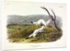 Litle Nimble Weasel, Putorius Agilis, 1845 by John J. Audubon