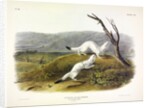 Litle Nimble Weasel, Putorius Agilis, 1845 by John J. Audubon