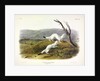 Litle Nimble Weasel, Putorius Agilis, 1845 by John J. Audubon