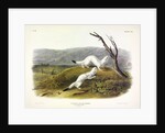 Litle Nimble Weasel, Putorius Agilis, 1845 by John J. Audubon