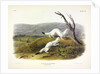 Litle Nimble Weasel, Putorius Agilis, 1845 by John J. Audubon