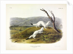 Litle Nimble Weasel, Putorius Agilis, 1845 by John J. Audubon