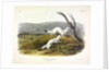 Litle Nimble Weasel, Putorius Agilis, 1845 by John J. Audubon