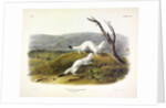 Litle Nimble Weasel, Putorius Agilis, 1845 by John J. Audubon
