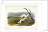 Litle Nimble Weasel, Putorius Agilis, 1845 by John J. Audubon
