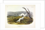 Litle Nimble Weasel, Putorius Agilis, 1845 by John J. Audubon