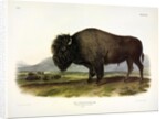 American Bison, Bos Americanus, 1845 by John J. Audubon