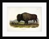 American Bison, Bos Americanus, 1845 by John J. Audubon