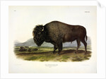 American Bison, Bos Americanus, 1845 by John J. Audubon