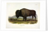 American Bison, Bos Americanus, 1845 by John J. Audubon
