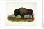 American Bison, Bos Americanus, 1845 by John J. Audubon