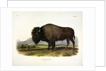 American Bison, Bos Americanus, 1845 by John J. Audubon