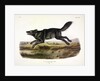 Black American Wolf, Canis Lupus, 1845 by John J. Audubon