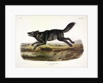Black American Wolf, Canis Lupus, 1845 by John J. Audubon