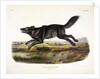 Black American Wolf, Canis Lupus, 1845 by John J. Audubon