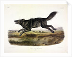 Black American Wolf, Canis Lupus, 1845 by John J. Audubon