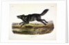 Black American Wolf, Canis Lupus, 1845 by John J. Audubon