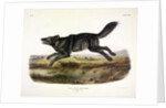 Black American Wolf, Canis Lupus, 1845 by John J. Audubon