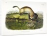 Black Footed Ferret, Putorius Nigripes, 1845 by John J. Audubon