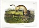 Black Footed Ferret, Putorius Nigripes, 1845 by John J. Audubon