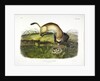 Black Footed Ferret, Putorius Nigripes, 1845 by John J. Audubon