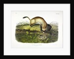 Black Footed Ferret, Putorius Nigripes, 1845 by John J. Audubon