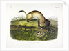 Black Footed Ferret, Putorius Nigripes, 1845 by John J. Audubon