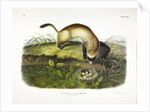 Black Footed Ferret, Putorius Nigripes, 1845 by John J. Audubon