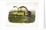 Black Footed Ferret, Putorius Nigripes, 1845 by John J. Audubon