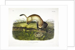 Black Footed Ferret, Putorius Nigripes, 1845 by John J. Audubon