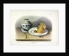 Common Mouse - Male, Female and Young, 1845 by John J. Audubon