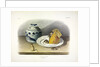 Common Mouse - Male, Female and Young, 1845 by John J. Audubon