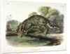 Ocelot, Felis Pardalis, 1845 by John J. Audubon