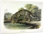 Ocelot, Felis Pardalis, 1845 by John J. Audubon