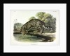 Ocelot, Felis Pardalis, 1845 by John J. Audubon