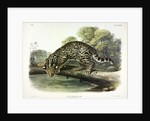 Ocelot, Felis Pardalis, 1845 by John J. Audubon