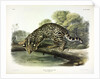 Ocelot, Felis Pardalis, 1845 by John J. Audubon