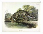 Ocelot, Felis Pardalis, 1845 by John J. Audubon