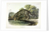 Ocelot, Felis Pardalis, 1845 by John J. Audubon